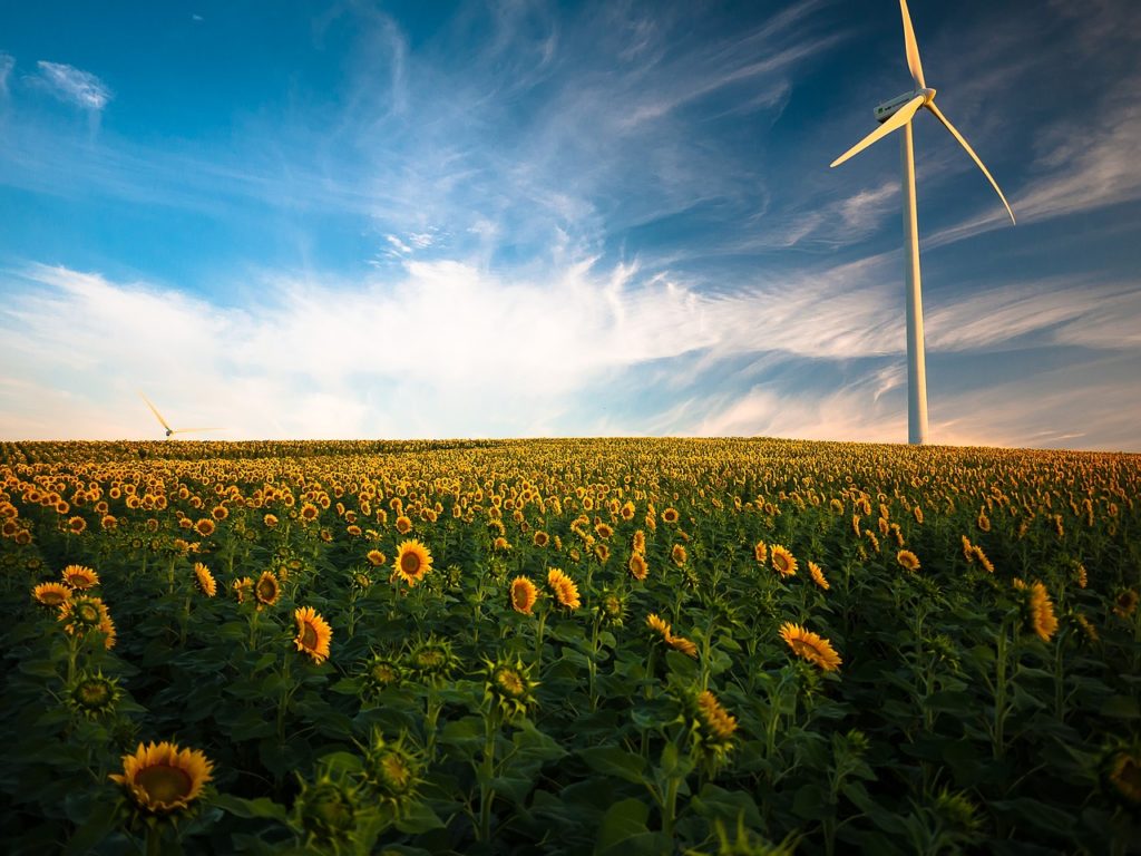 sunflowers g3bb3f8d2f 1280 - Le Rôle Clé des Cadres et Dirigeants dans l'Avènement des Énergies Renouvelables : Notre Approche